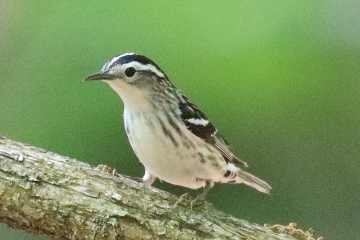 Black-and-white Warbler - ML620031427