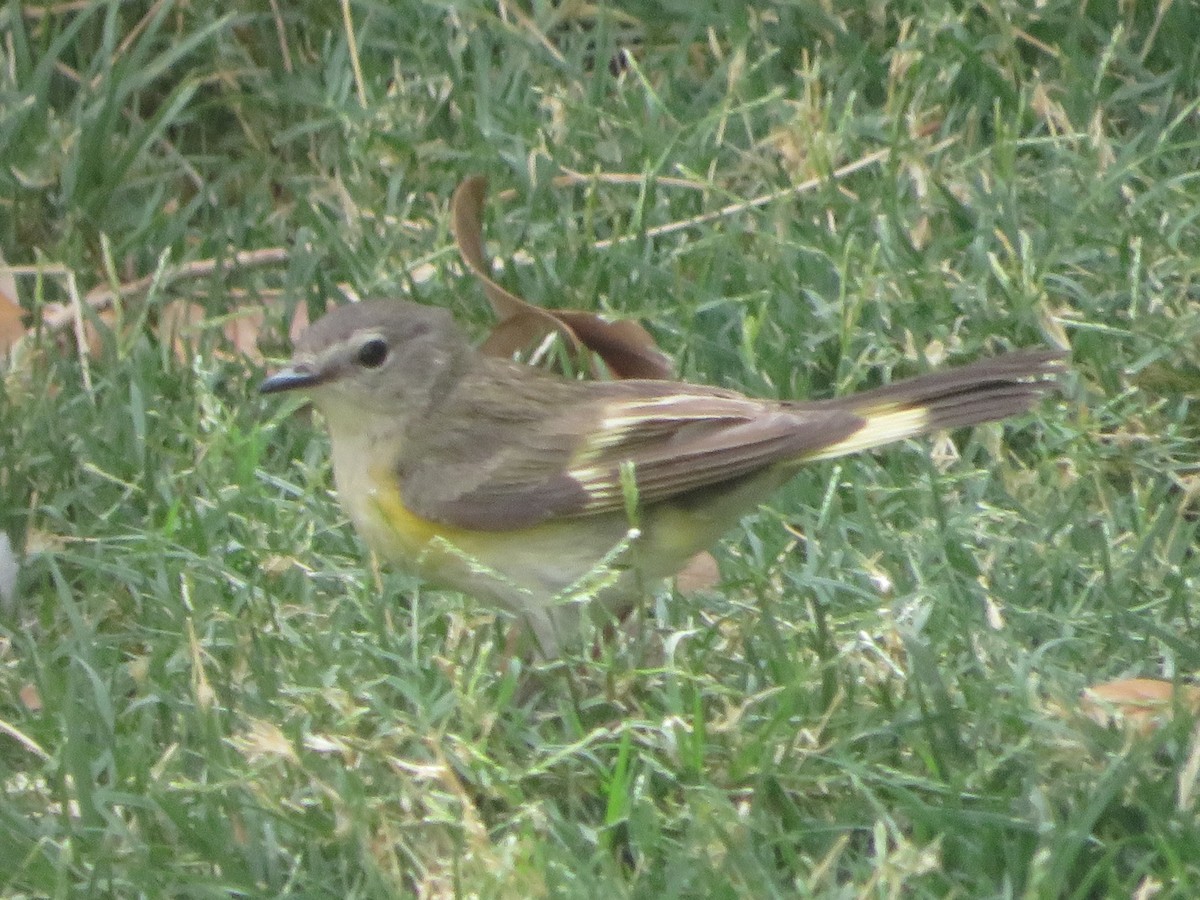 American Redstart - ML620031434