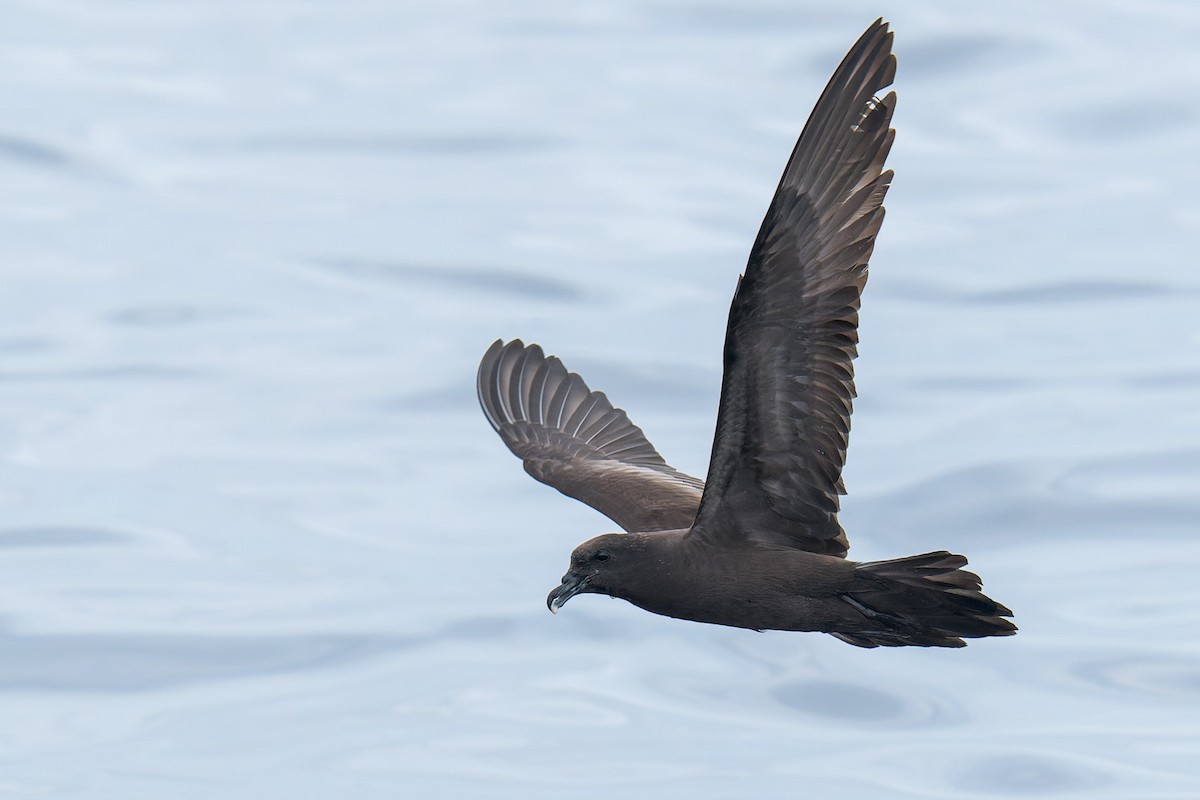 Bulwer's Petrel - ML620031439