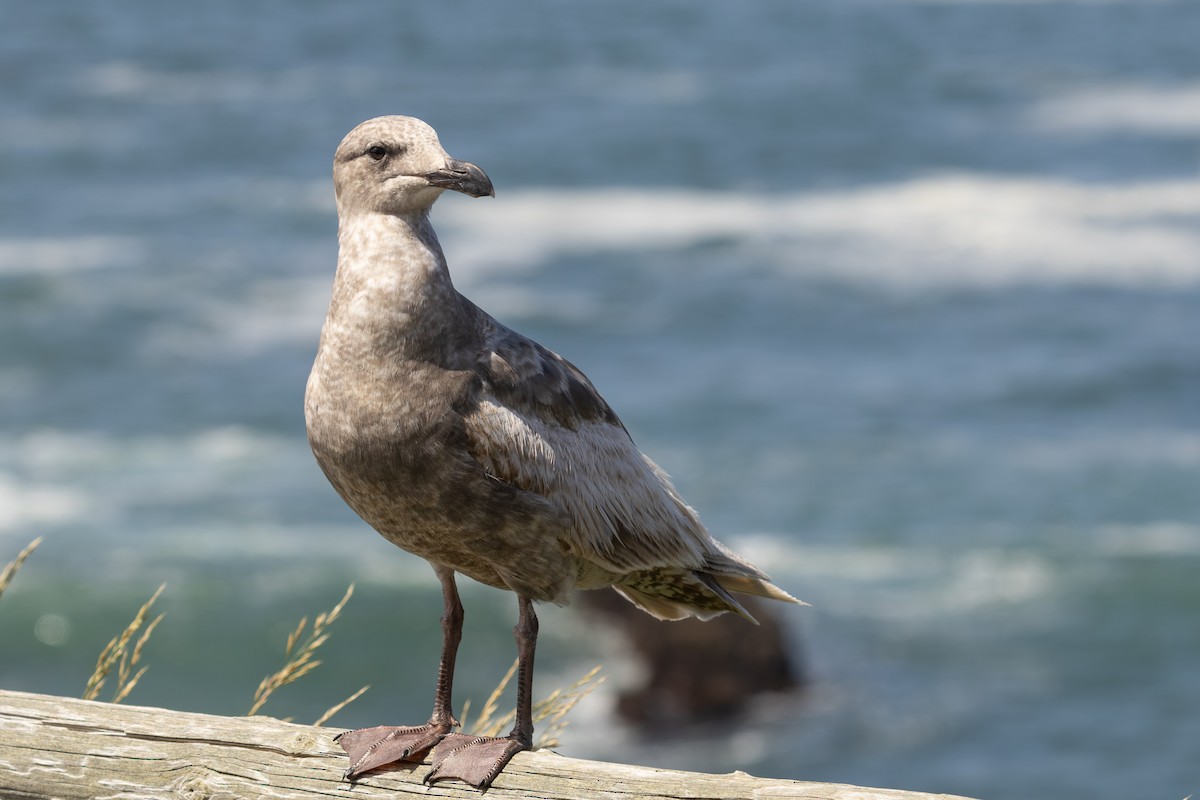 Gaviota Occidental - ML620031470