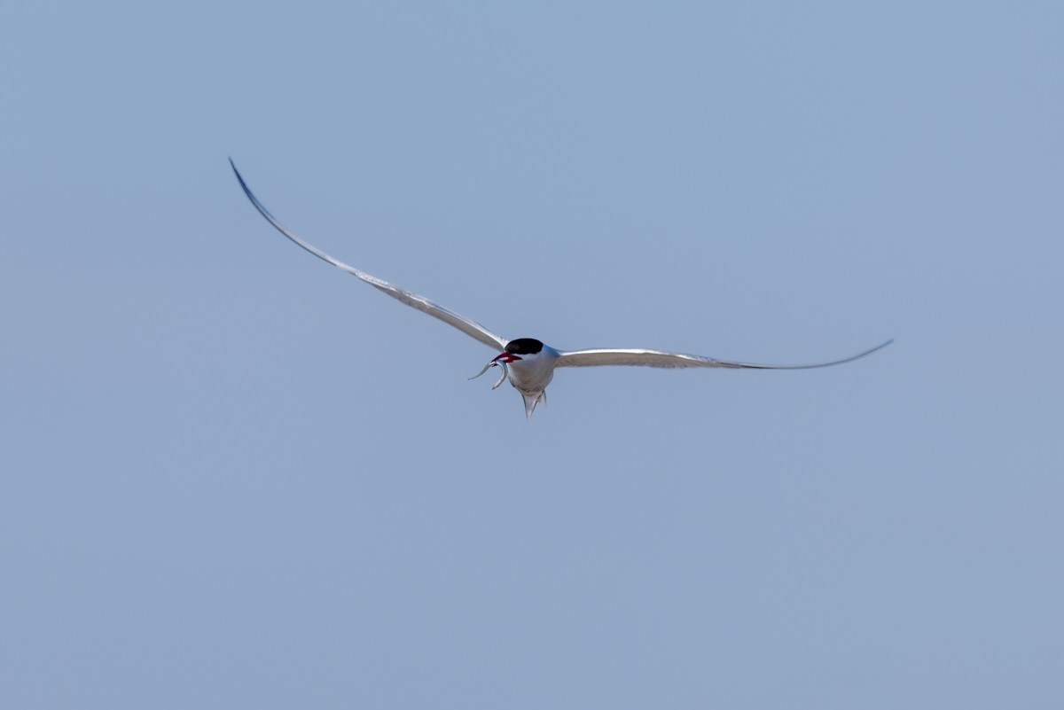 Arctic Tern - ML620031471