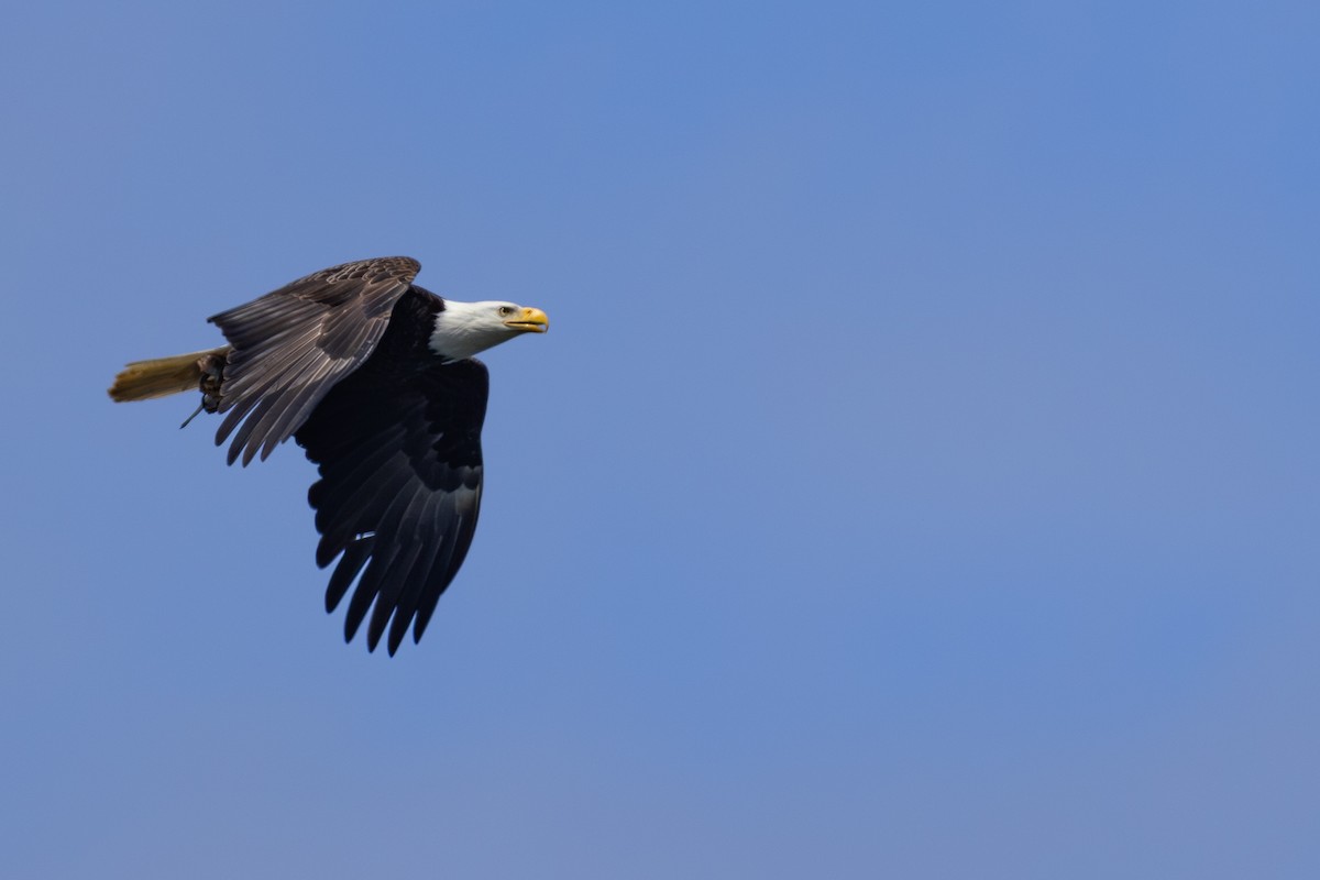 Weißkopf-Seeadler - ML620031473