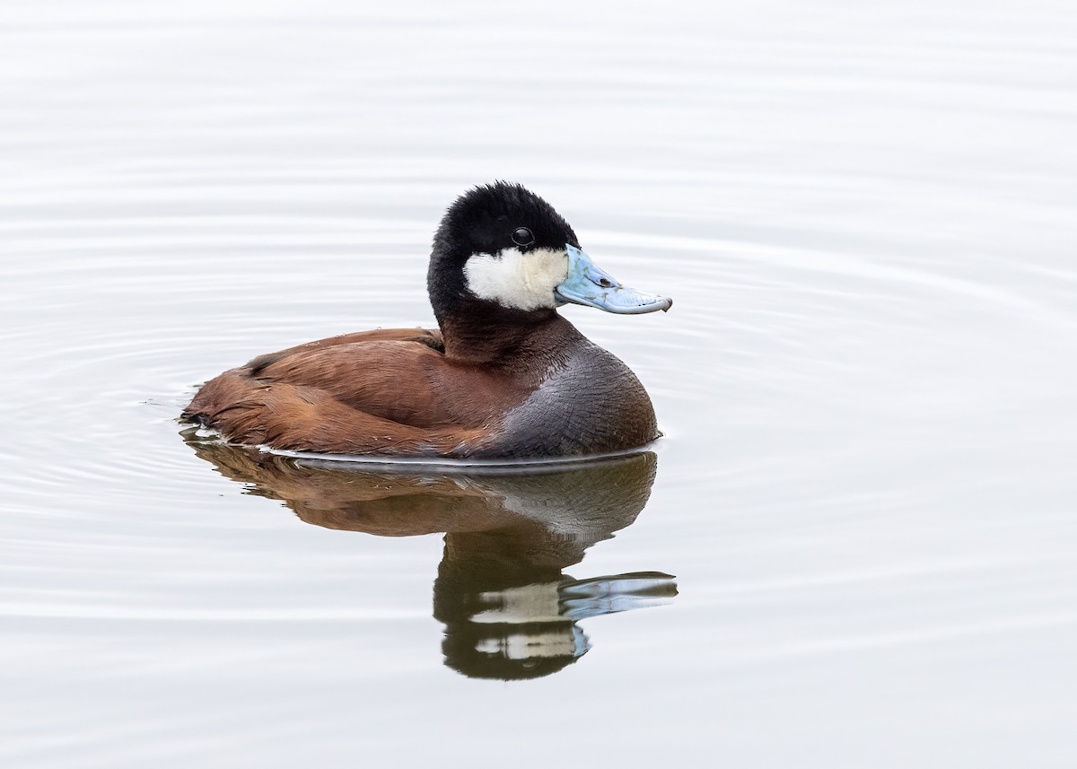 Ruddy Duck - ML620031474