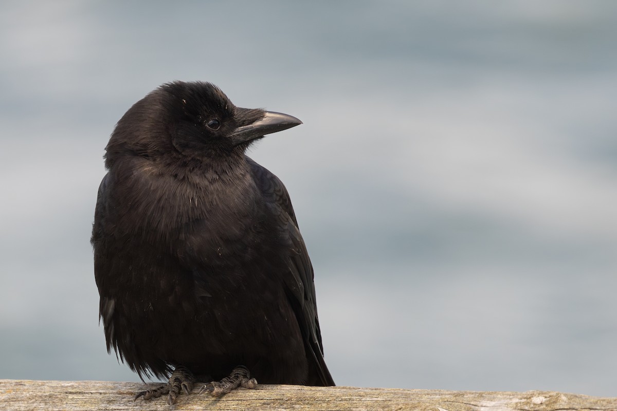 American Crow - ML620031475