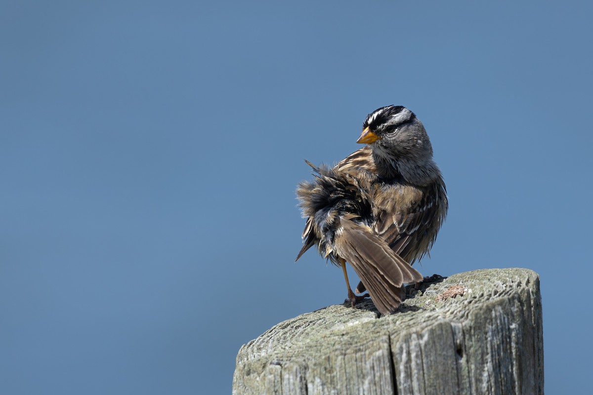 White-crowned Sparrow - ML620031481