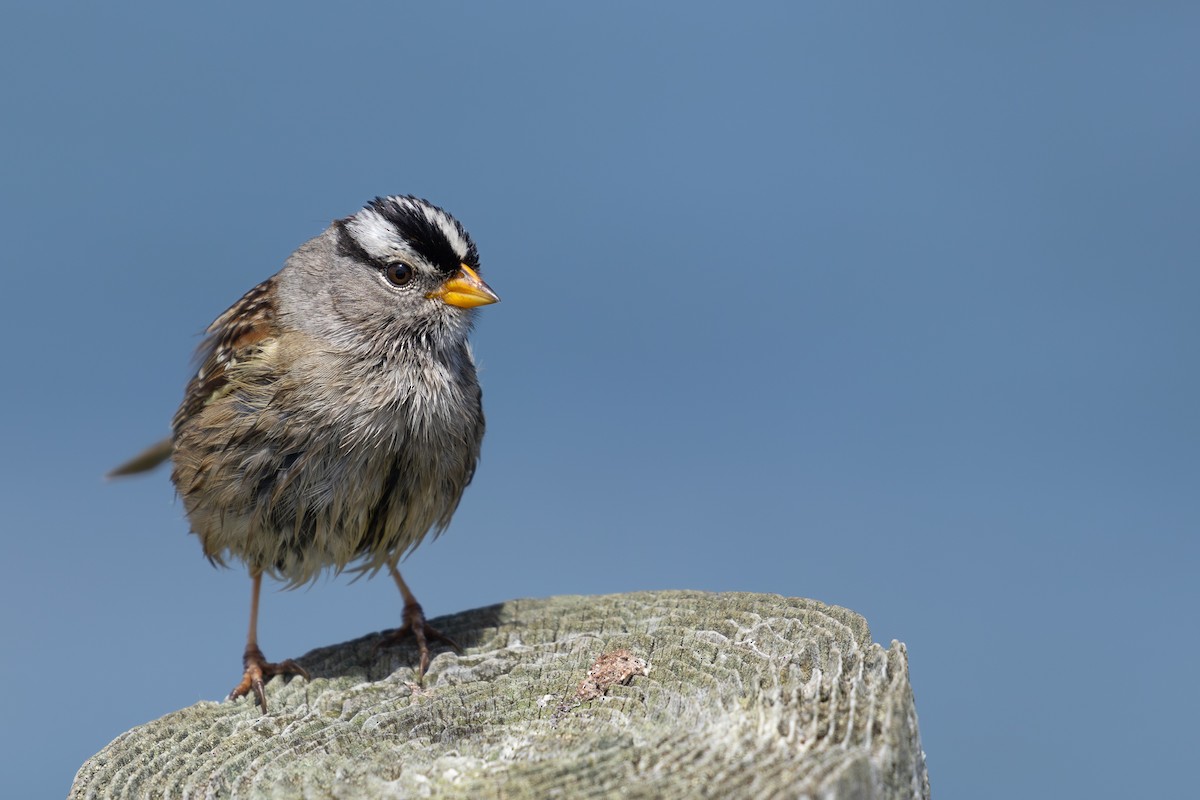 White-crowned Sparrow - ML620031482