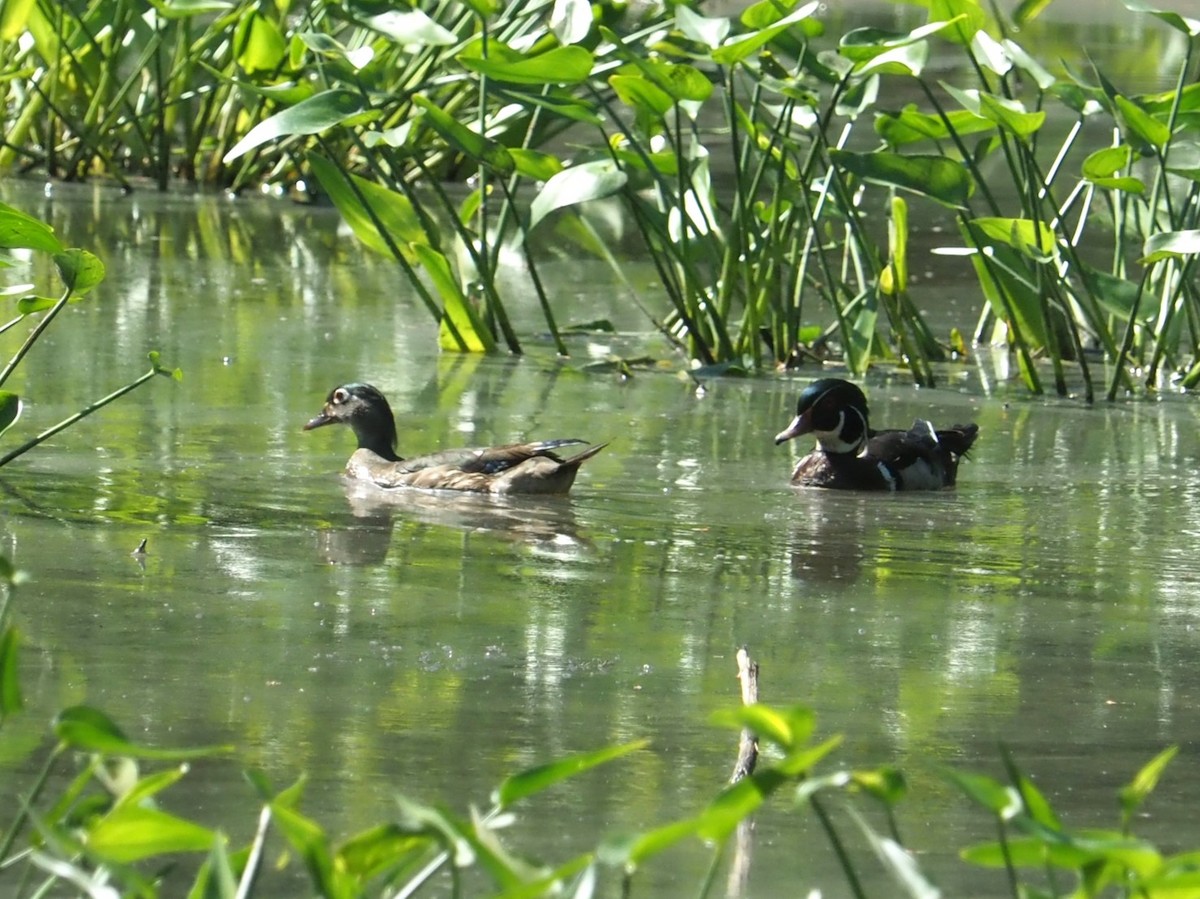 Canard branchu - ML620031486