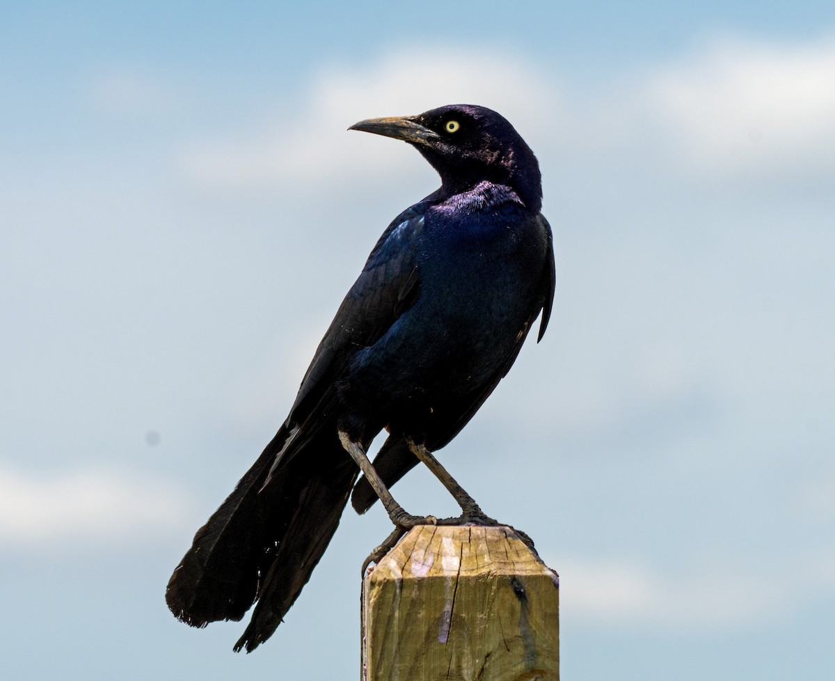 Boat-tailed Grackle - ML620031491