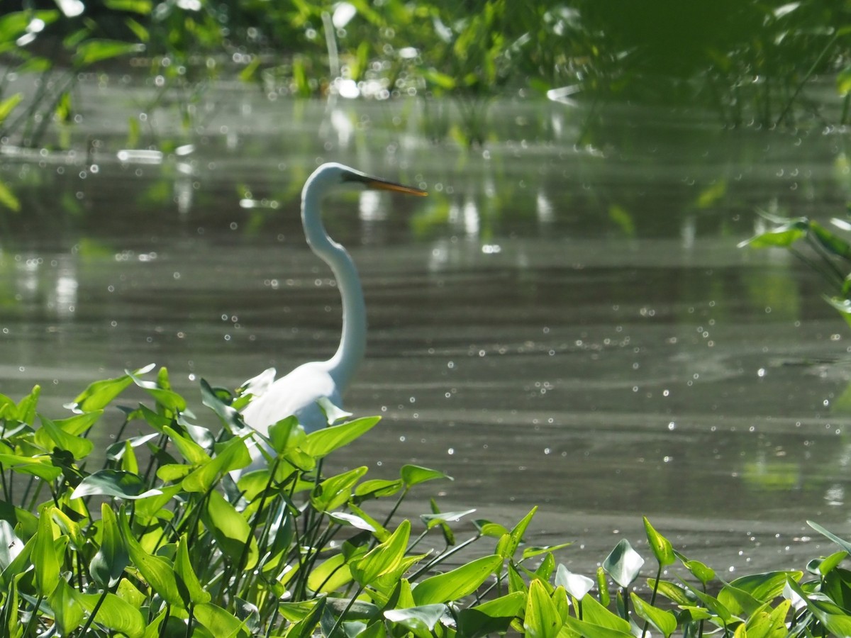 Great Egret - ML620031498