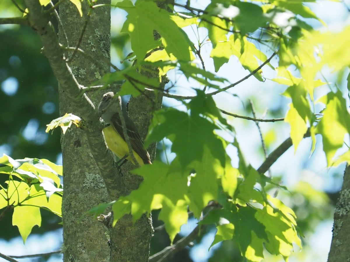 Great Crested Flycatcher - ML620031525