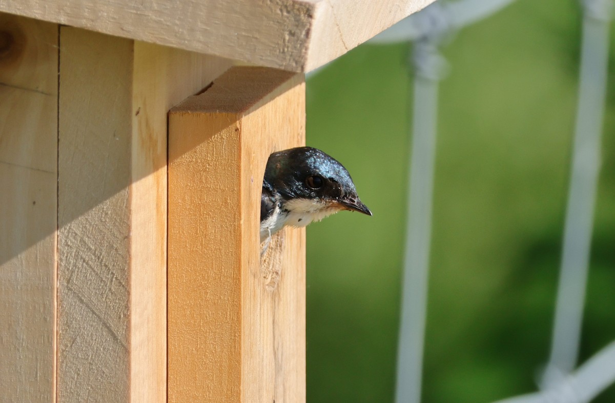 Golondrina Bicolor - ML620031541