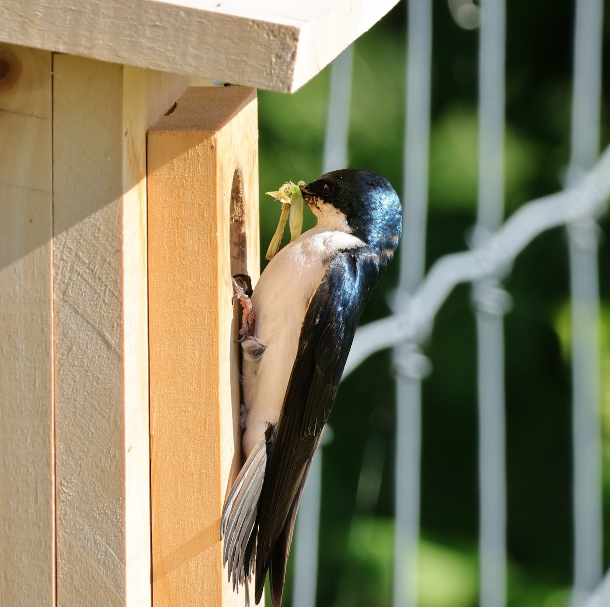 Tree Swallow - ML620031542