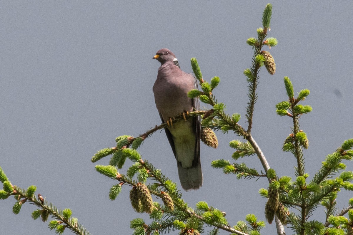 Band-tailed Pigeon - ML620031545