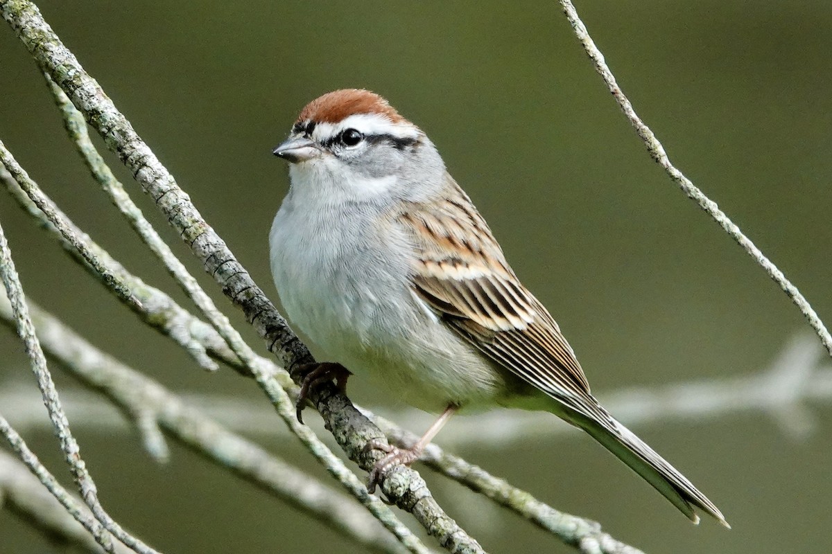 Chipping Sparrow - ML620031549