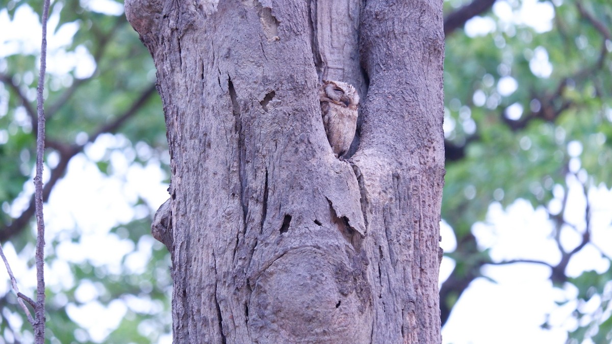 Indian Scops-Owl - ML620031550