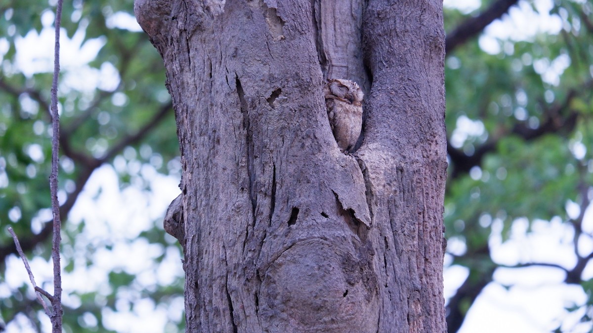 Indian Scops-Owl - ML620031552