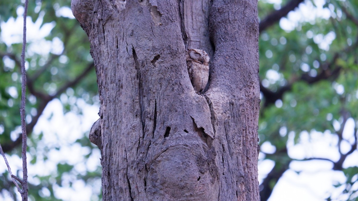 Indian Scops-Owl - ML620031553