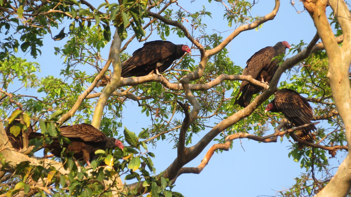 Turkey Vulture (Northern) - ML620031556