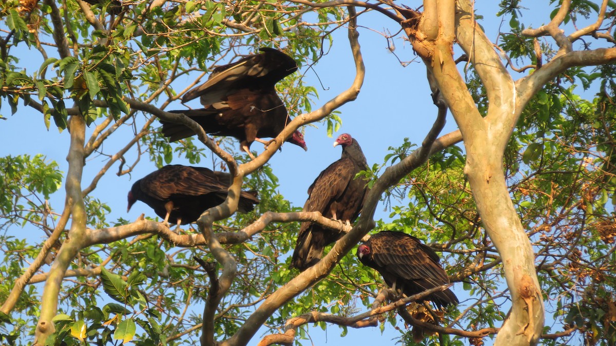 Turkey Vulture (Northern) - ML620031557