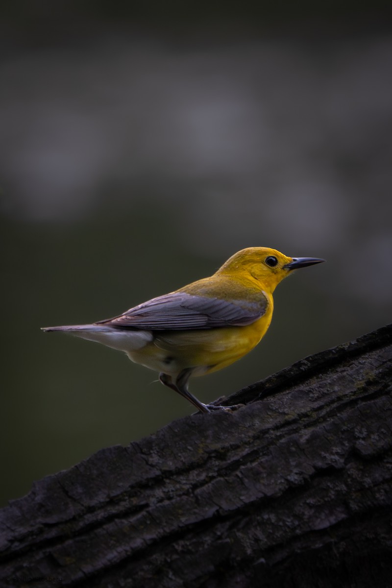 Prothonotary Warbler - ML620031558