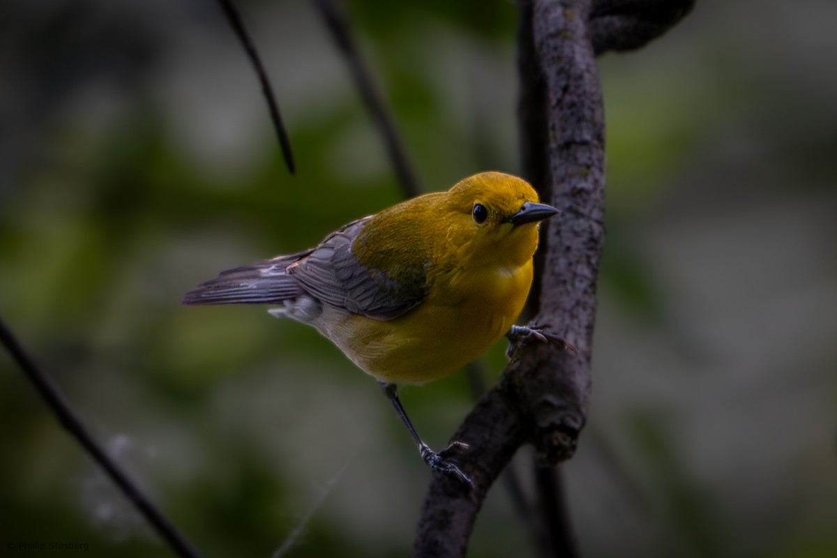 Prothonotary Warbler - ML620031559