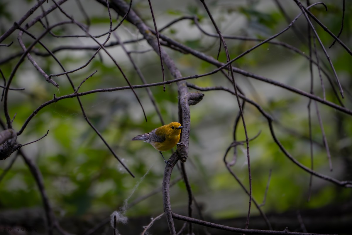 Prothonotary Warbler - ML620031560