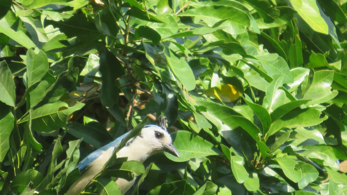 White-throated Magpie-Jay - ML620031566