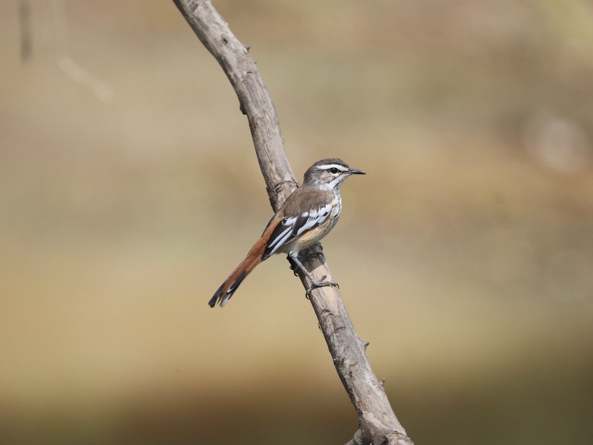 Red-backed Scrub-Robin - ML620031579