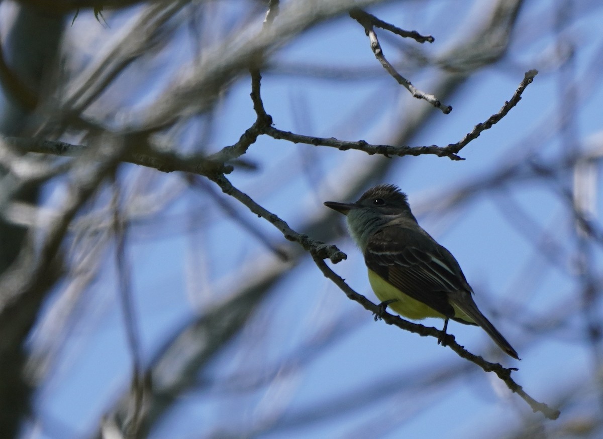 Great Crested Flycatcher - ML620031601
