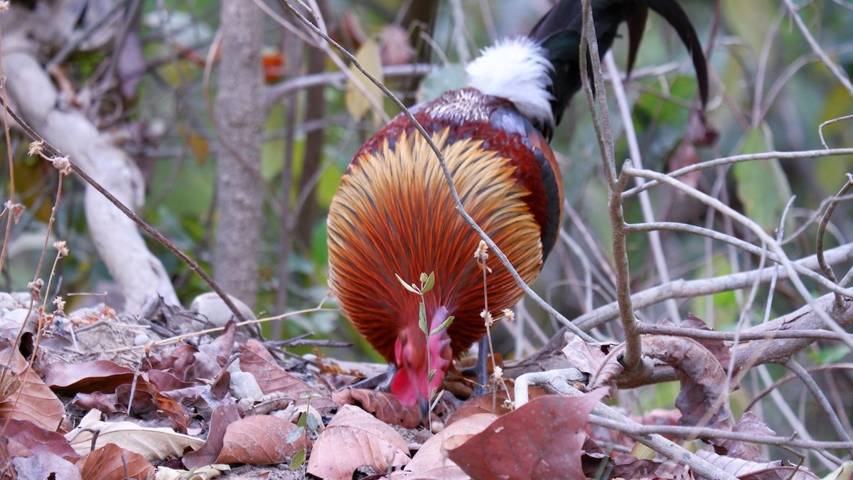 Red Junglefowl - ML620031608