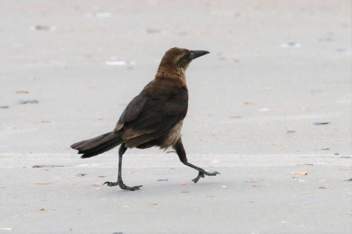 Boat-tailed Grackle - ML62003161