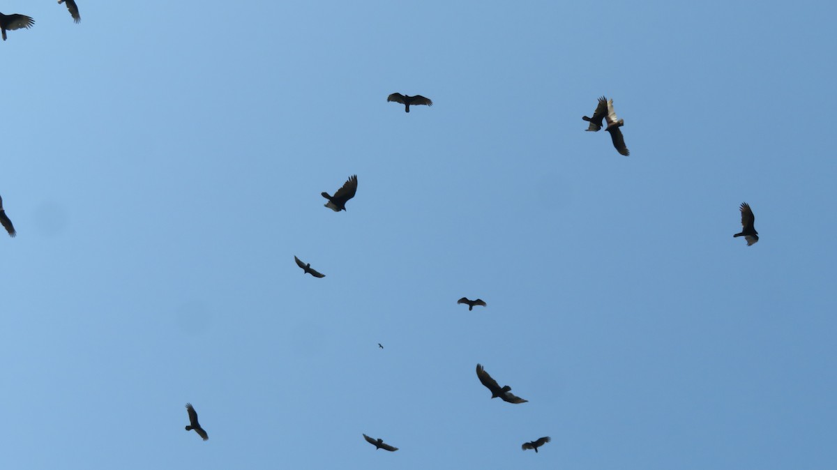 Turkey Vulture (Northern) - ML620031617