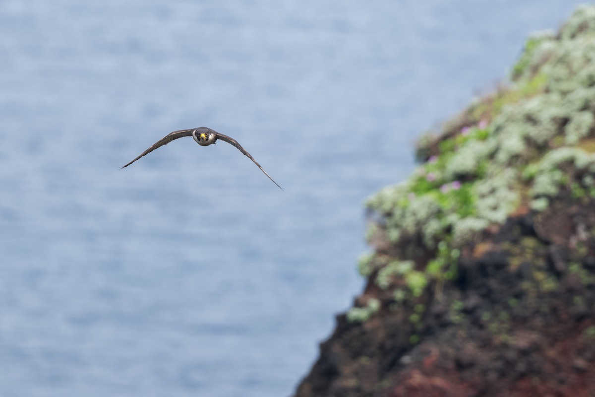 Peregrine Falcon - ML620031621