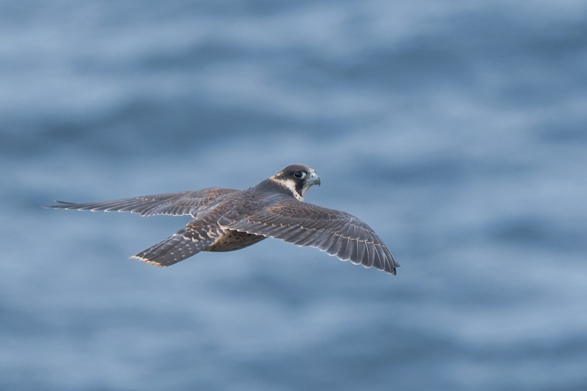 Peregrine Falcon - ML620031622