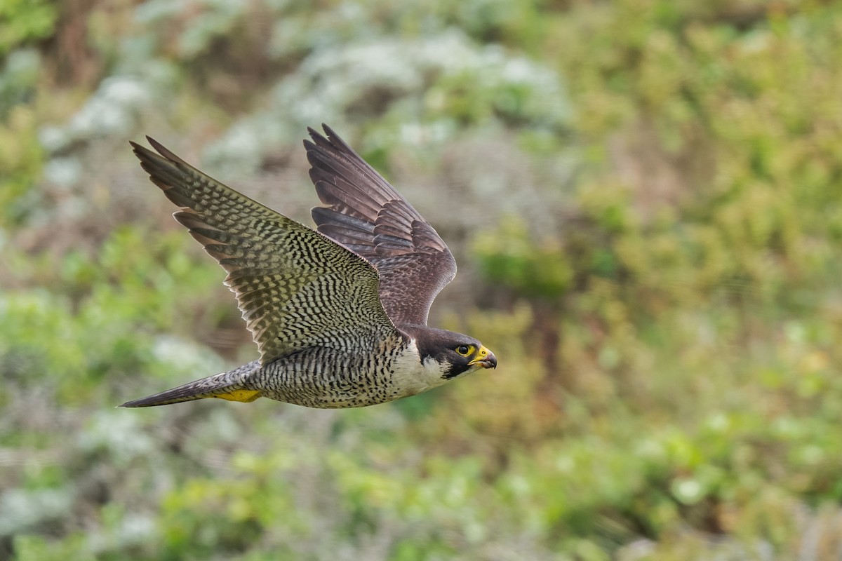 Peregrine Falcon - ML620031624