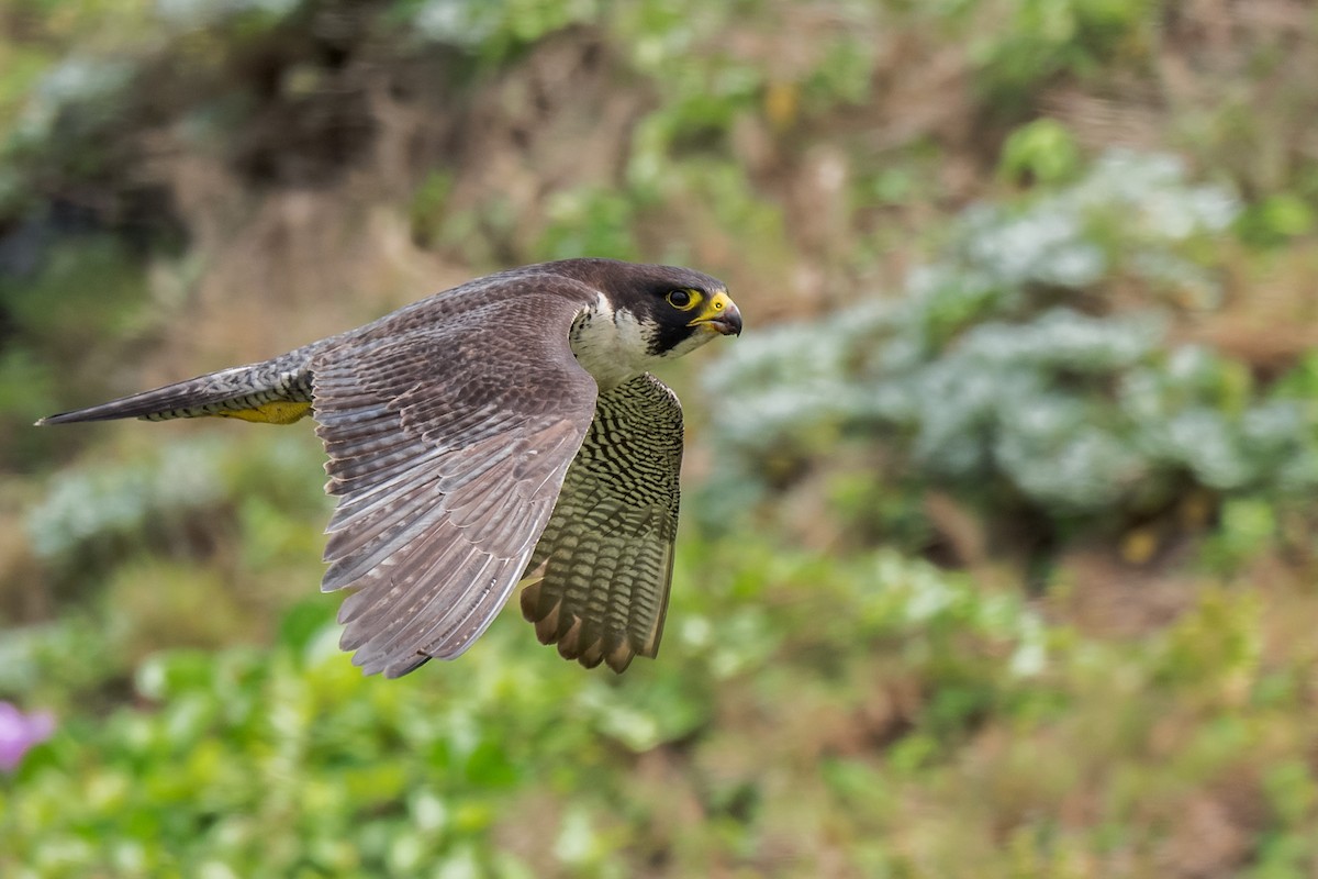 Peregrine Falcon - ML620031625