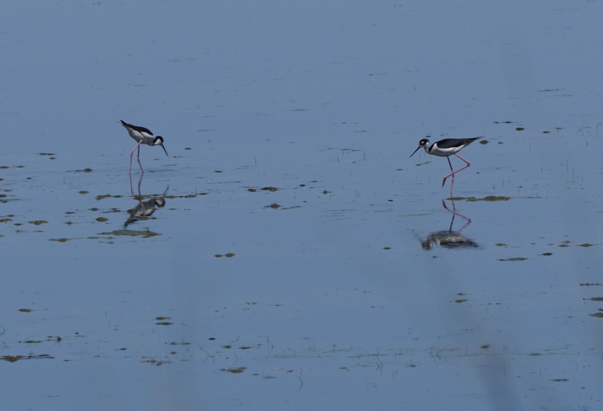 Black-necked Stilt - ML620031630