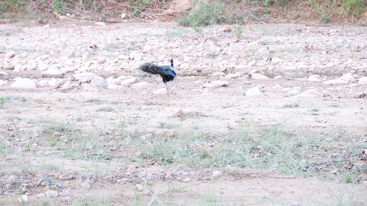 Indian Peafowl - ML620031638
