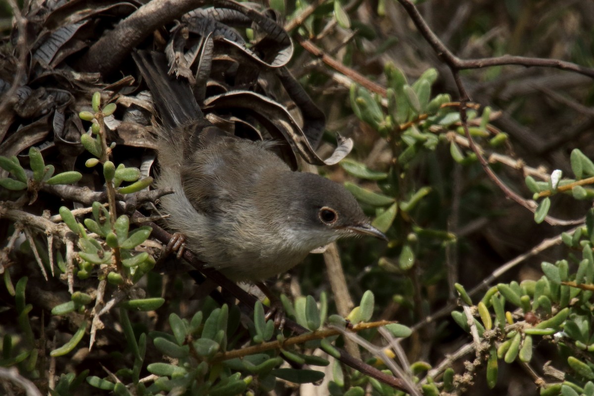 Spectacled Warbler - ML620031646