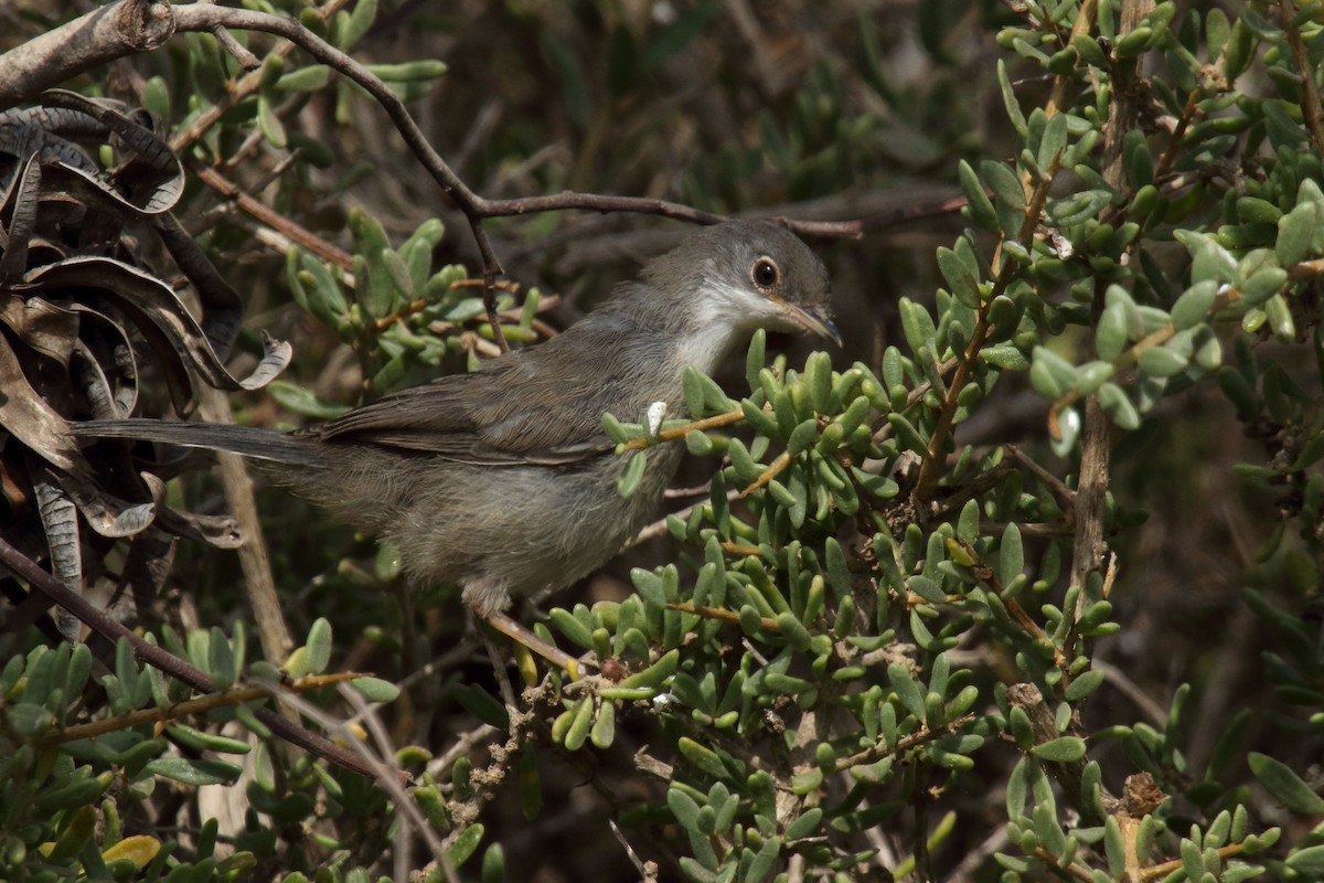 Spectacled Warbler - ML620031647