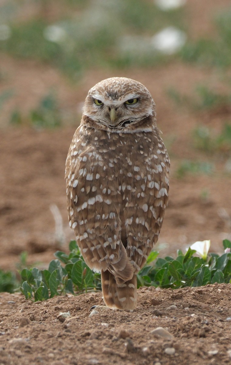 Burrowing Owl - ML620031652