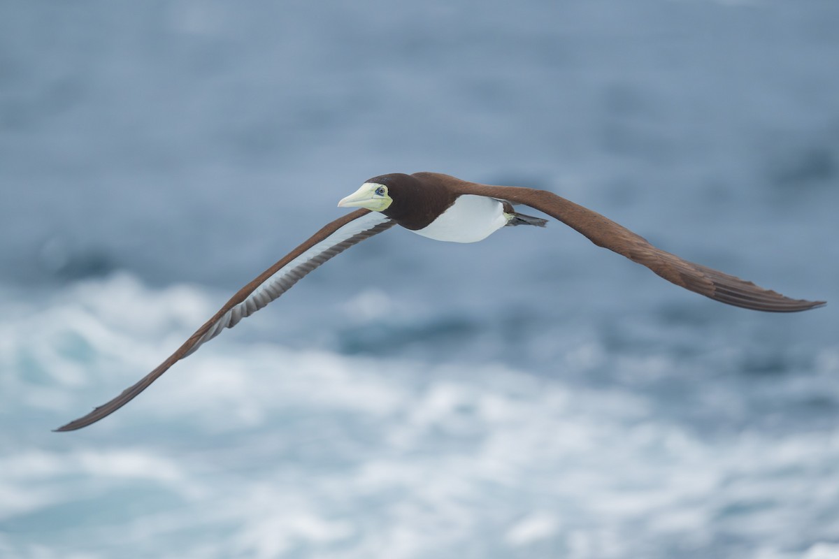 Brown Booby - ML620031666