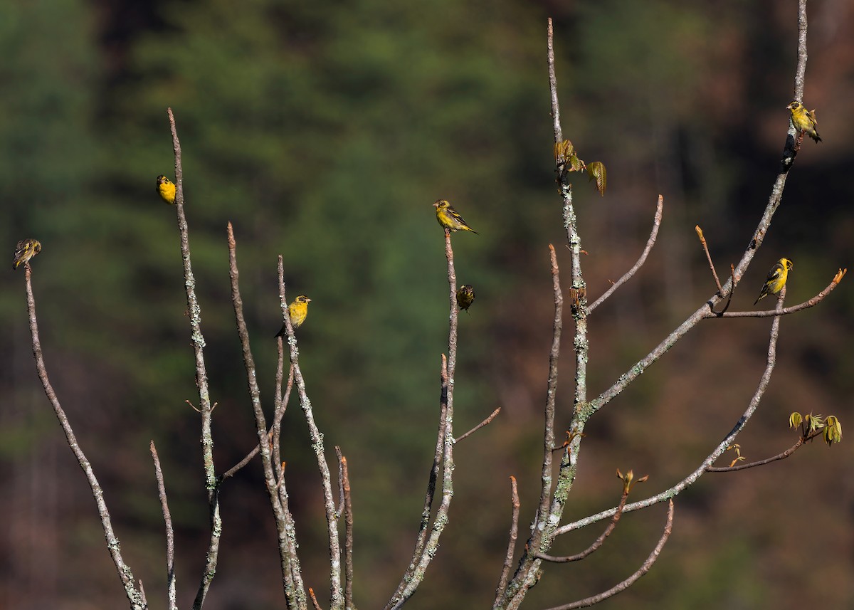 Yellow-breasted Greenfinch - ML620031669