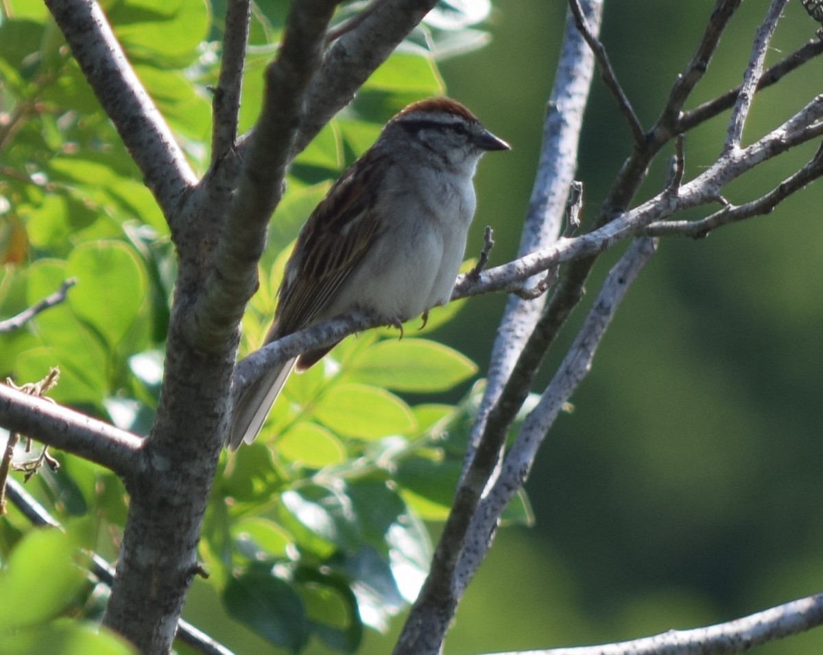 Chipping Sparrow - ML620031676