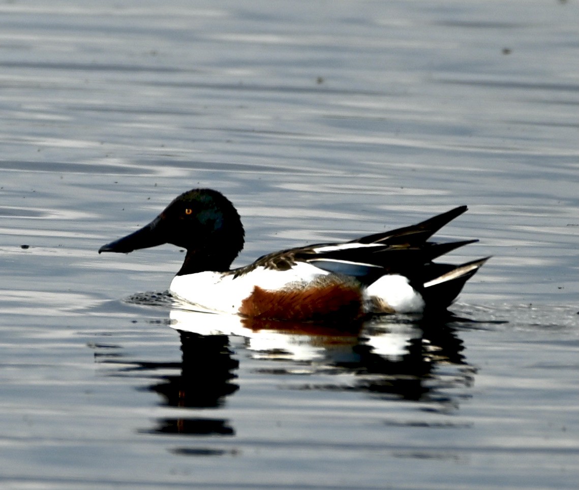 Northern Shoveler - ML620031683