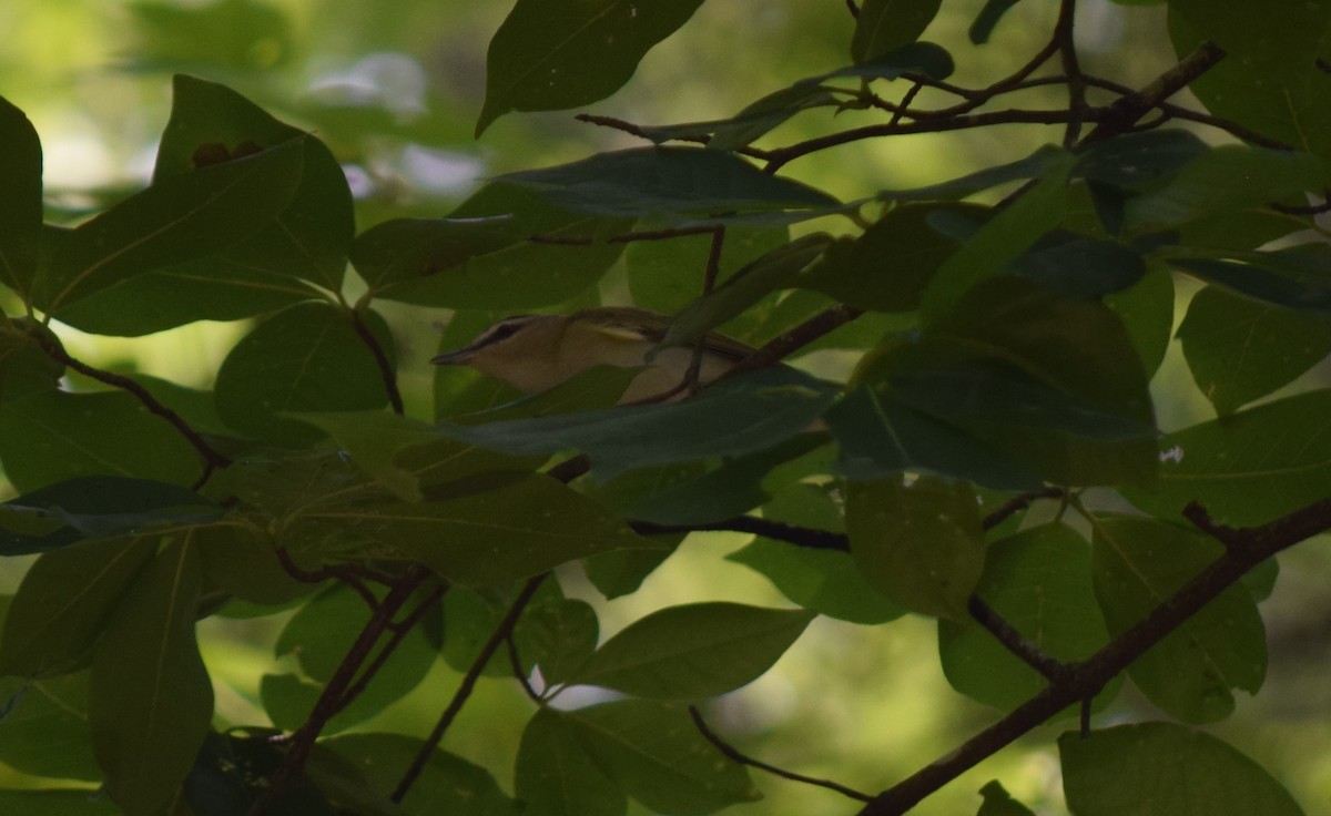 Kızıl Gözlü Vireo - ML620031689