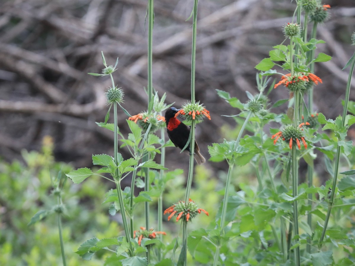 Scarlet-chested Sunbird - ML620031708