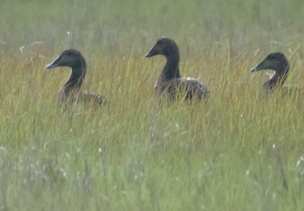 King Eider - ML620031712