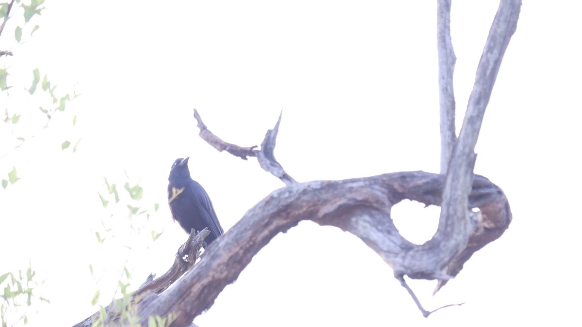 Large-billed Crow - ML620031713