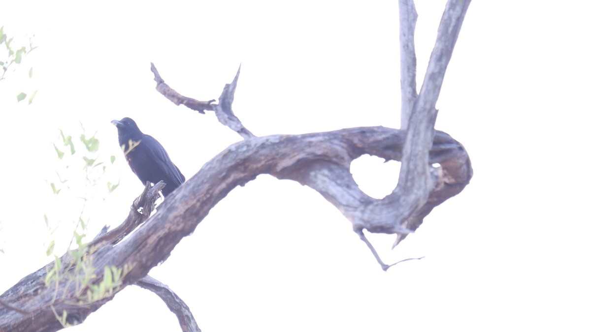 Large-billed Crow - ML620031714